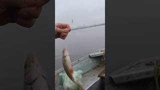 Осінній Прохід Плотви! Жарка Рибалка на Дніпрі 🎣#Рибалка #Плотва #Дніпро #ОсінняРибалка #Риболовля