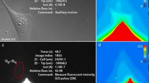 Automated single cell electroporation (Video II: Electroporation)