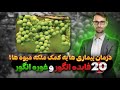 خواص انگور بهترین فواید انگور برای درمان بیماری ها 