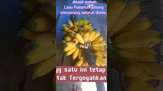 pisang yang tak terdampak oleh wabah Layu Fusarium#shorts#pisang