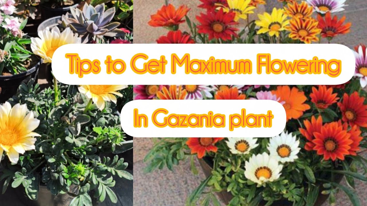 Tips to get maximum flowering in Gazania flowering plant with Fertilizers and Propagation tips