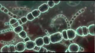 Bacteria