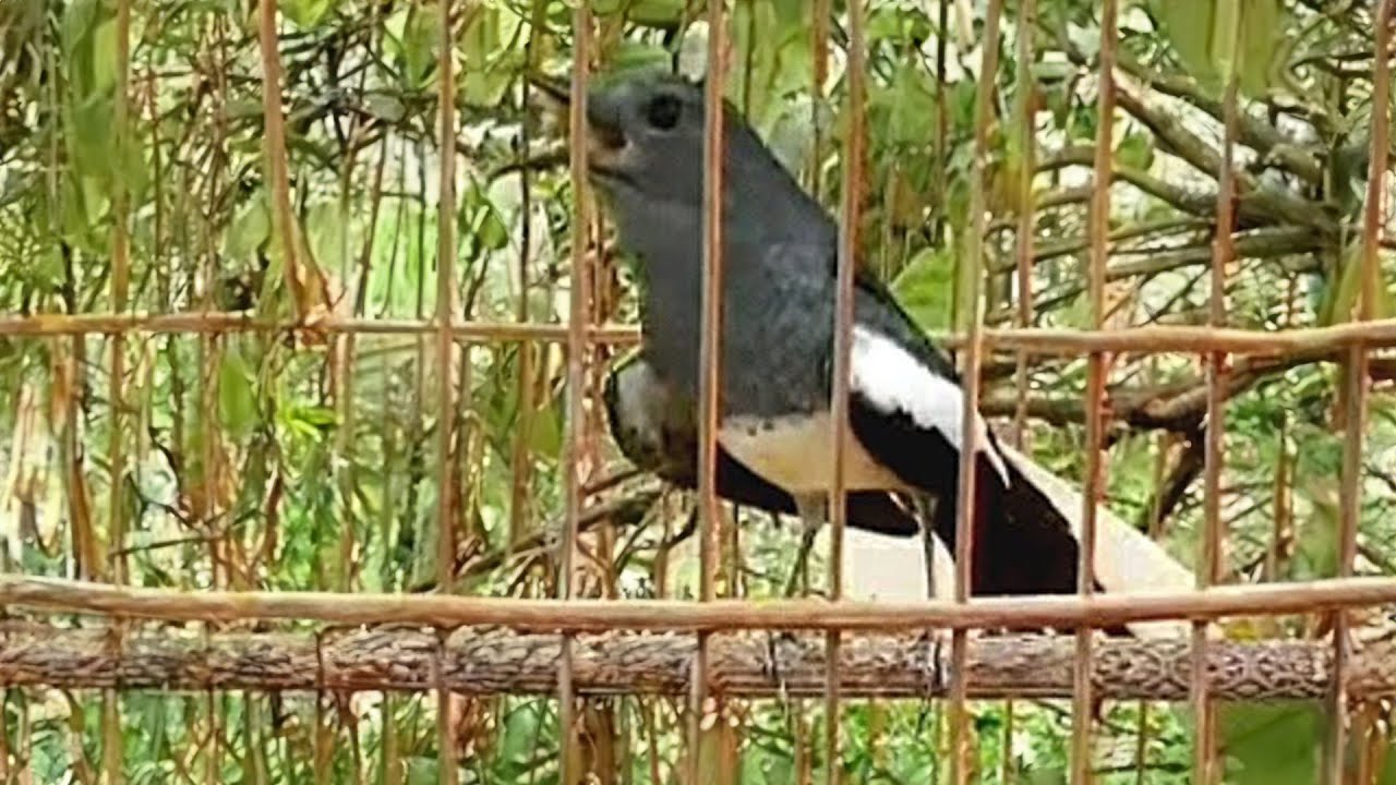 chòe than mái HUÝT KÈM THÚC TRỐNG.chòe than mái kích trống căng lửa.chim chích chòe than mái hót