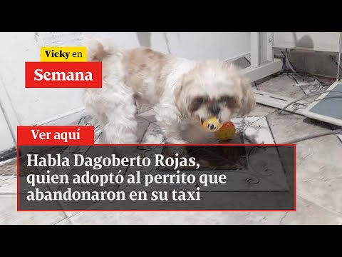 Habla Dagoberto Rojas, quien adoptó al perrito que abandonaron en su taxi | Vicky en Semana
