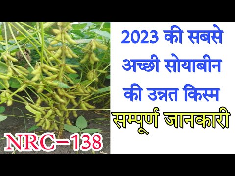 सोयाबीन की सबसे ज्यादा उत्पादन देने वाली किस्म ।सबसे ज्यादा उत्पादन देने वाली NRC 138 वैराइटी