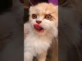 #Ginger cat #