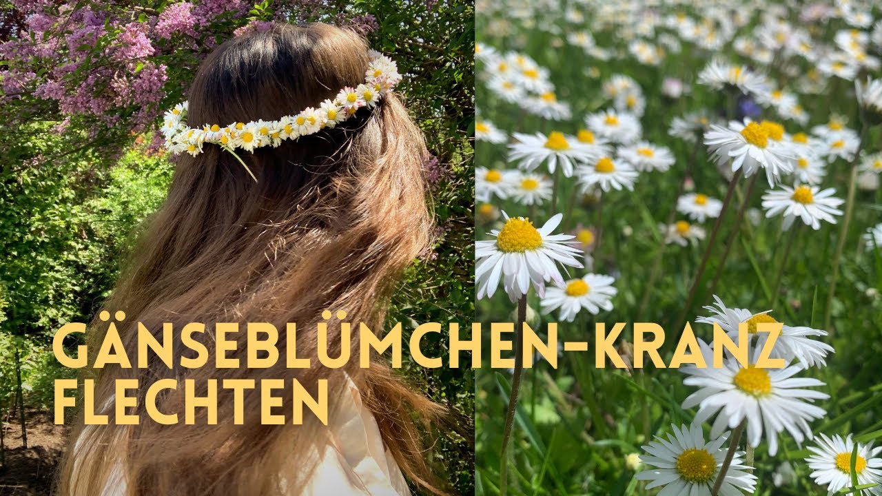 Gänseblümchenkranz flechten