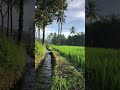 Sawah #shortsvideo #birds #nature #bird