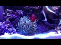 (海水水槽)ついにクイーンエンゼルがきたあああああ！