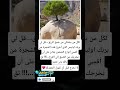 لكل من يشتكي من ضيق الرزق اكسبلور معلومات Videoshort السعودية الجزائر المغرب العراق