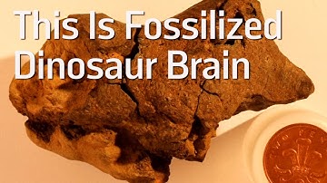 This Fossilized Dinosaur Brain Is The First-Ever Found