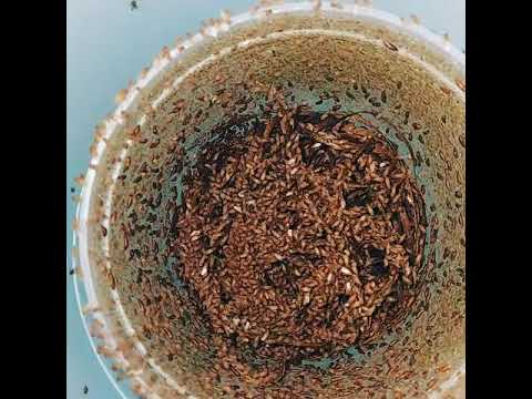 Video: Drosophila Virilis Hibrīda Disģenēze Rada Mitotiskas Rekombinācijas Un Heterozigotiskuma Zudumus, Bet Meiotisko Rekombināciju Nemaina