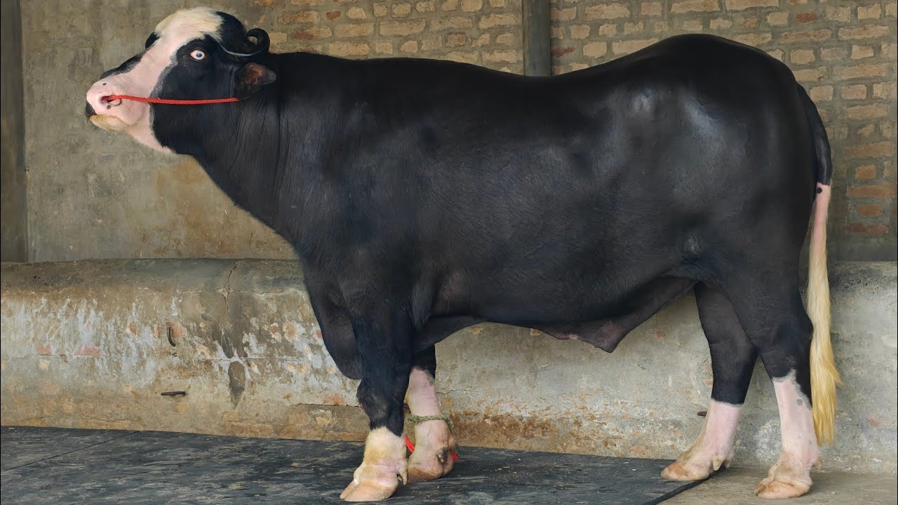 Neeli Ravi Bull "ਐਡਮ", ਨੀਲੀ ਰਾਵੀ ਨਸਲ ਦਾ ਬਹੁਤ ਸੋਹਣਾ ਝੋਟਾ ਐਡਮ