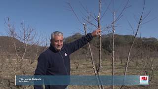 Poda De Durazneros En Producción