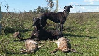 Galgos y Liebres 2023 by Marcos Adrian Machado 11,713 views 1 year ago 1 minute, 16 seconds