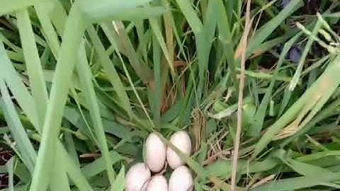 Cuab noog qaib liag mag zoo kawg nawb