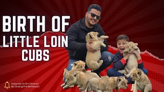 Hmari Sherni Ny Bachay De Diye | Birth of Beautiful Lion Cubs 😍 | Nouman Hassan |