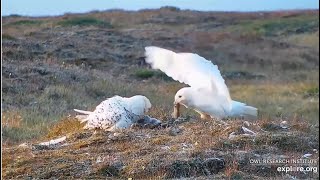 Arctic Snowy Owls ~ Dad Keeps Pantry Stocked w/ Lemmings! Mom Busy Feeding 6 Owlets! 🐣 7.31.22