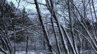 Snow in Bellingham, Washington