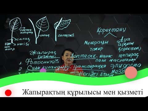 Бейне: Қосжарнақты жапырақ газ алмасуға қалай бейімделген?