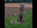 Ruf der Liebe - Auf Blattjagd