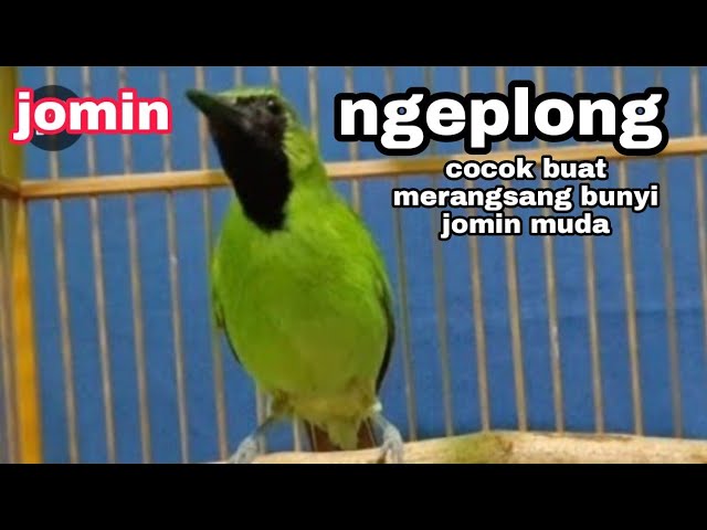 cucak ijo mini gacor ngeplong || tembakan cucak ijo mini fighter class=