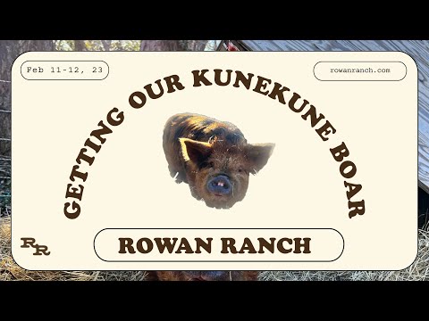 Getting "Willie", Our KuneKune Boar