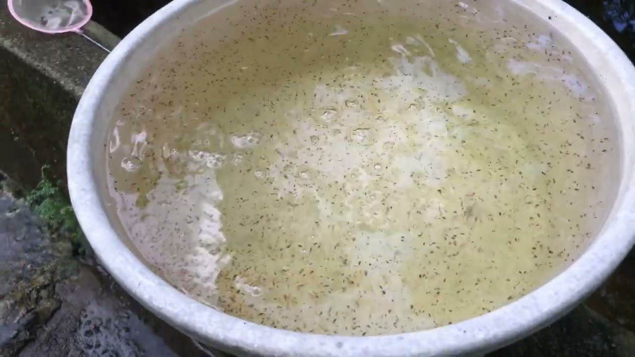 Alimentos vivos muito top pra alevinos e adultos