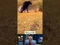 الأسد فكرها سهلة لكن الجاموس قلب الطاولة اكسبلور ضحك الجيلي Smartphone Funny Memes الأسد فكرها سهلة لكن الجاموس قلب الطاولة اكسبلور ضحك الجيلي Smartphone Funny Memes