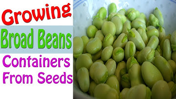 Growing Broad Beans in Containers From Seeds