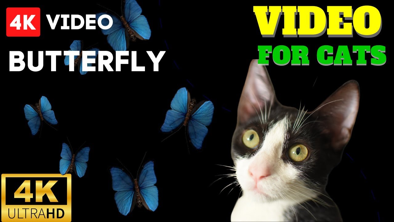 4K! ️ CAT GAMES for Cats only Butterfly Cat Catch Butterfly on Screen