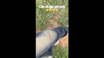 Câu cá gặp gái xinh #shorts #cauca #funny #fishing #cuocsong #giaitri