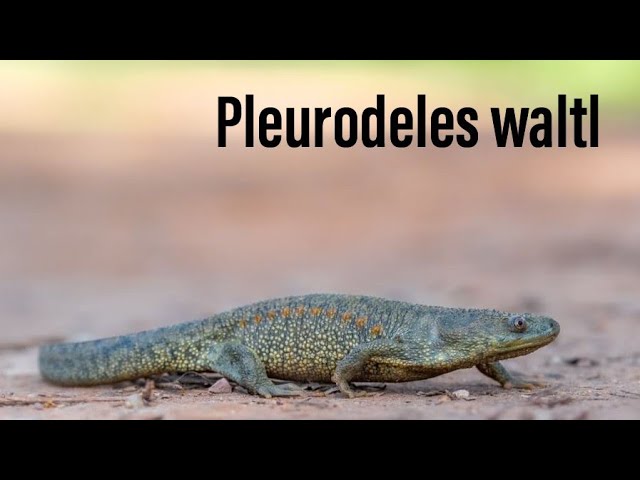 Watch Pleurodeles waltl - scheda allevamento on YouTube.
