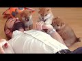 Hooman play ded to potats / Shiba Inu puppies (with captions)