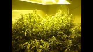 How to Grow DWC Cannabis pt 9