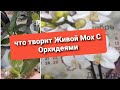 Растут_#реАнимируются_#пересадка_орхидей#Орхидеи_Мох_Сфагнум_рост