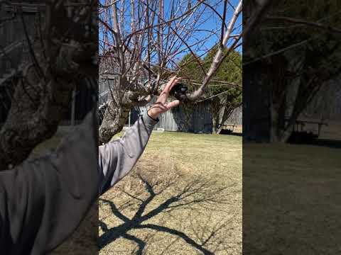 Pruning Apple Trees: Large Cuts and Healing Wounds