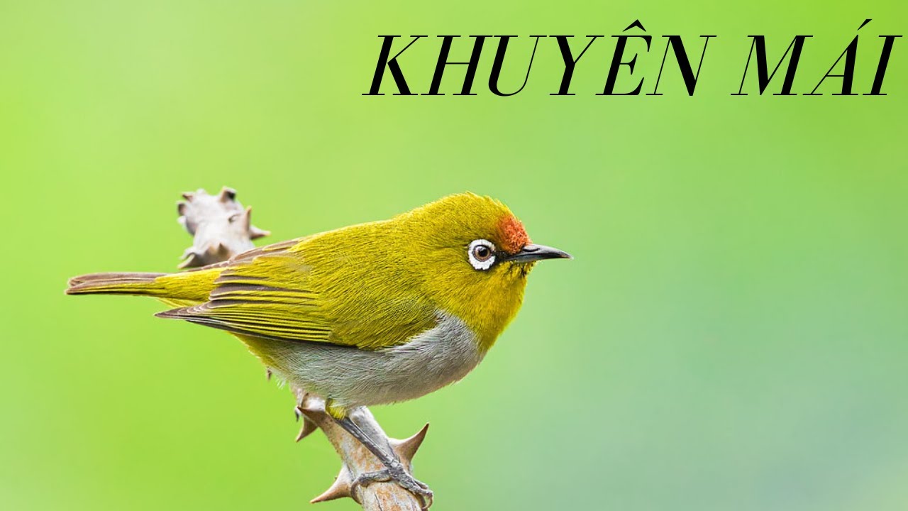 KHUYÊN MÁI KÍCH TRỐNG BỔI NHANH LÍU ĐẤU BỆT CẦU