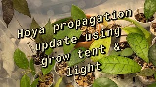 Propagation update using the Mars Hydro grow tent and grow light