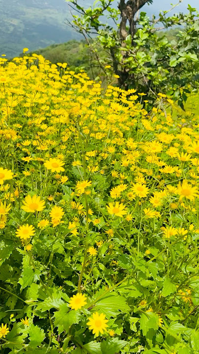 MERE KHAYALO KI MALIKA | सह्याद्री #trending #sunkiflowers #flowers #love #youtube #YouTube #viral