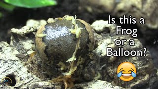 Unboxing this Week's New Arrivals! - Chubby Frogs 🐸, a Male Panther Chameleon 🦎, & More!