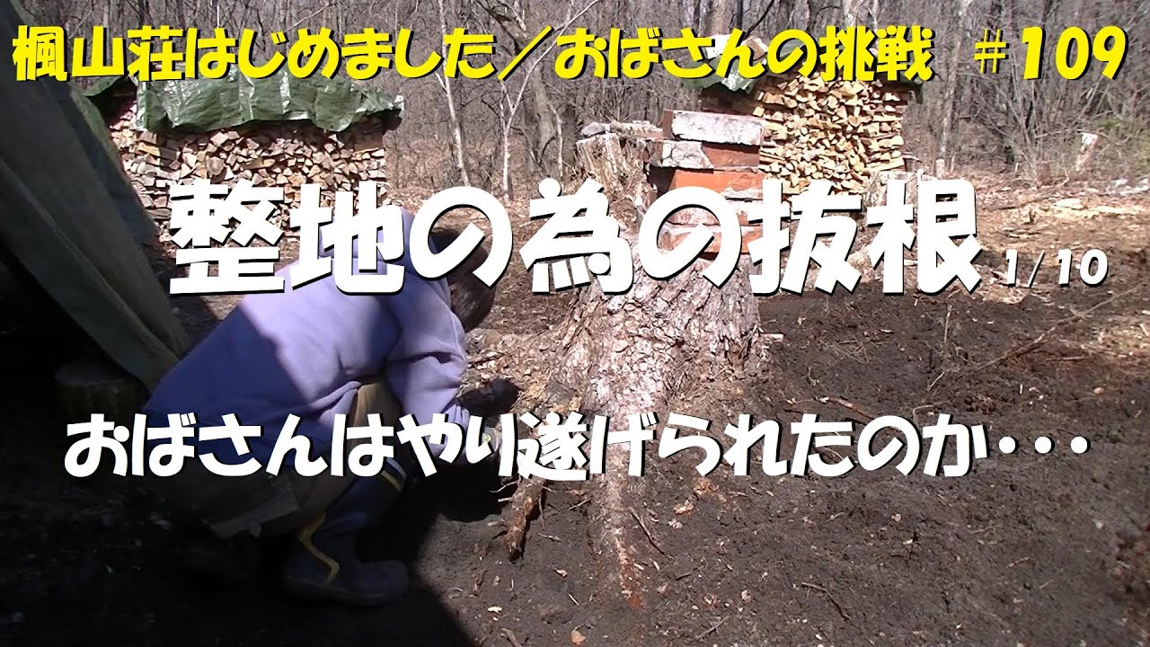 ＃１０９　整地の為の抜根1/10(←伐根したい木があと9本あるということです^^;)／おばさんはやり遂げることができたのか…