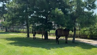 Download Lagu Our HORSES are coming home! MP3 Download Lagu Our HORSES are coming home! MP3