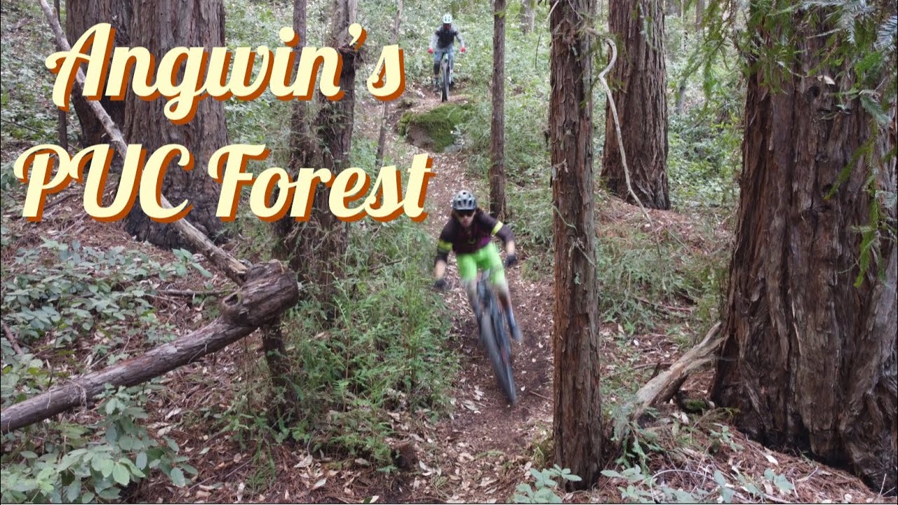 Angwin’s PUC Forest Mountain Biking Hero Dirt / 100% Shot On Drone DJI Mavic Mini 2