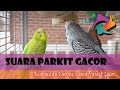 Kumpulan Variasi Suara Burung Parkit Gacor Masteran Mp3 - Mp4 Download