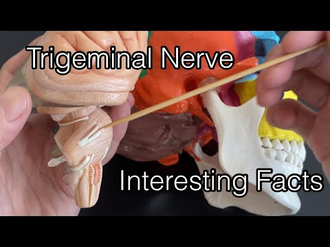 3 interesting connections of trigeminal nerve (English)