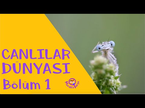 Video: Bilim adamları canlıları sınıflandırmak için ne kullanırlar?