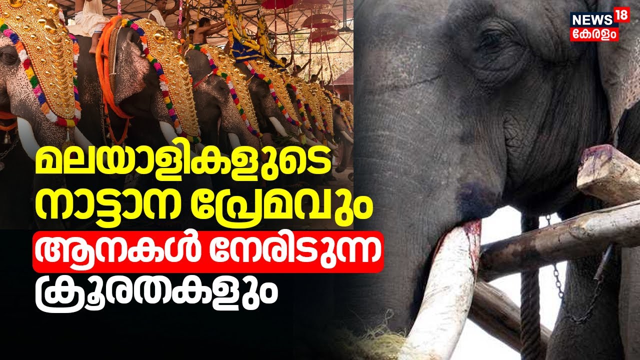 മലയാളികളുടെ നാട്ടാന പ്രേമവും ആനകൾ നേരിടുന്നത് ക്രൂരതകൾ | Elephant In Festivals | Malayalam News