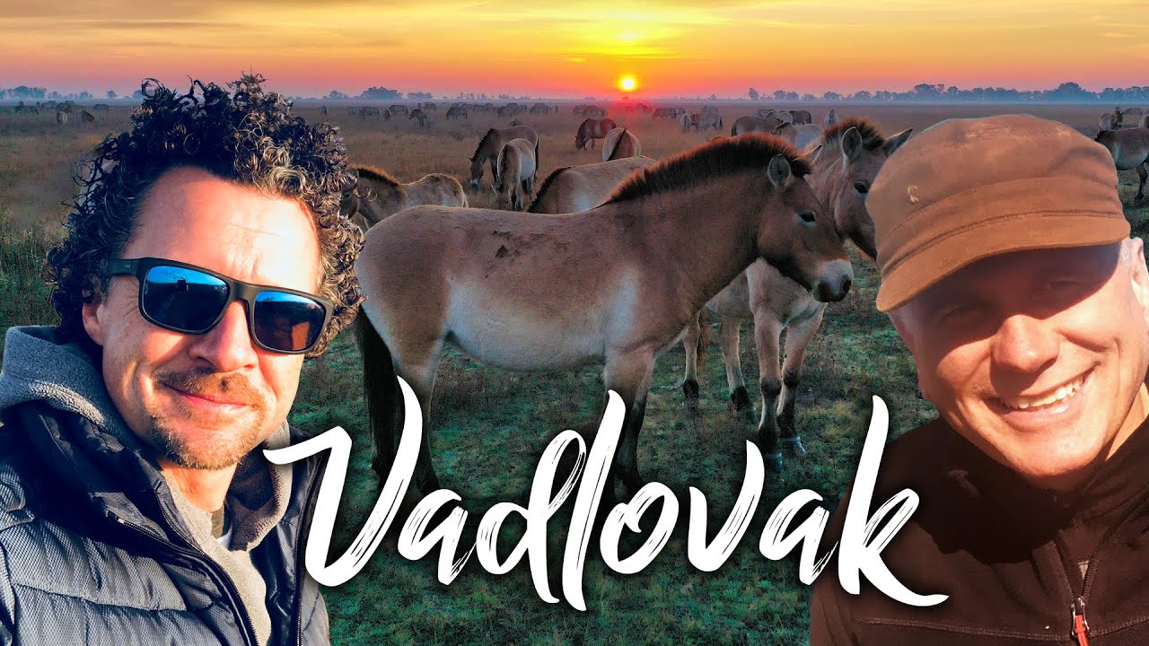 Fekete leszbikus nőstények