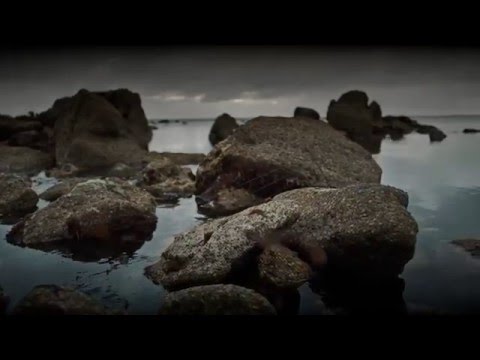 Wood on the sand (Hervé Penhoat)